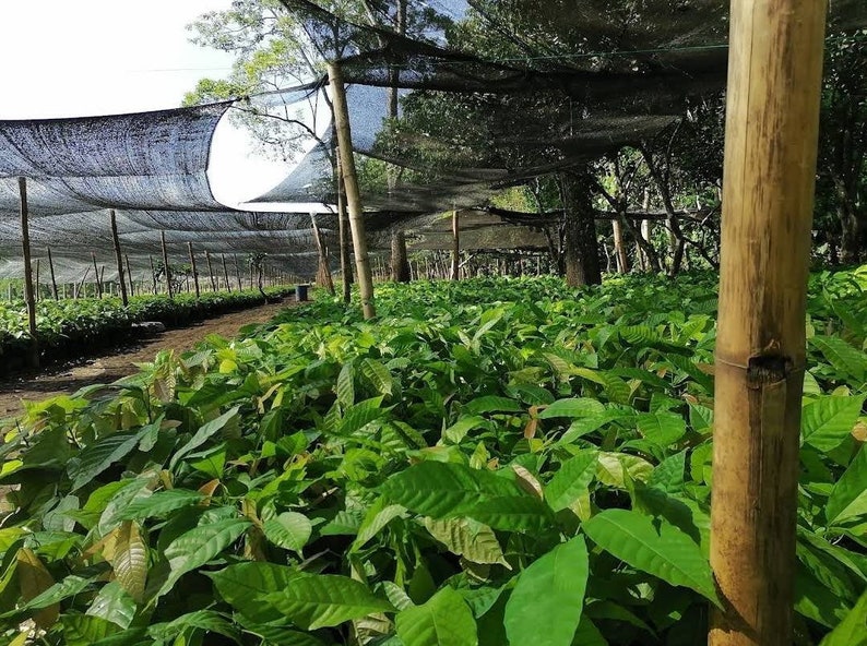 Peut inclure: Un grand champ de jeunes plants de cacaoyer poussant sous un filet d'ombrage noir. Les jeunes plants sont verts et en bonne sant&eacute;, et le filet d'ombrage les prot&egrave;ge du soleil.