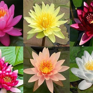Water Lily Seed - Etsy