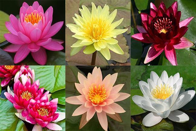 Live Hardy Water Lily Tubers Rhizomes Bulb Seed Nymphaea Aquatic Pond Plants Water Gardens Pre-Grown Flower Buy2Get1FREE