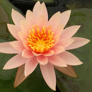 Peach Live Hardy Water Lily Tubers Rhizomes Bulb Seed Nymphaea Aquatic Pond Plants Water Gardens Pre-Grown Flower Buy2Get1FREE