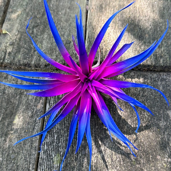 Live Tillandsia Capitata Peach Colorful Air Plant 6-8 inch Enhanced Color Highlighted Grows a Huge Easy Care Home Decor Gift Airplant