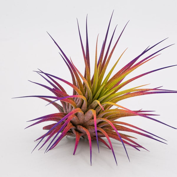 Extra Large 3 + Inch Colorful Air Plant Enhanced Color Rainbow Tillandsia Ionantha Guatemala Air Plants Airplant Terrarium Gift Decor