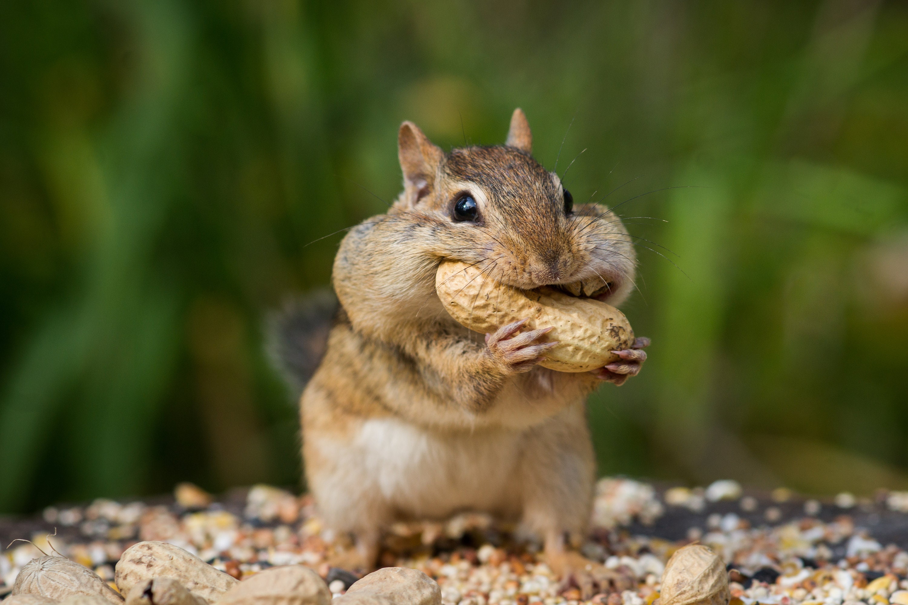 Chipmunk and His Peanuts High Resolution Download Print Etsy