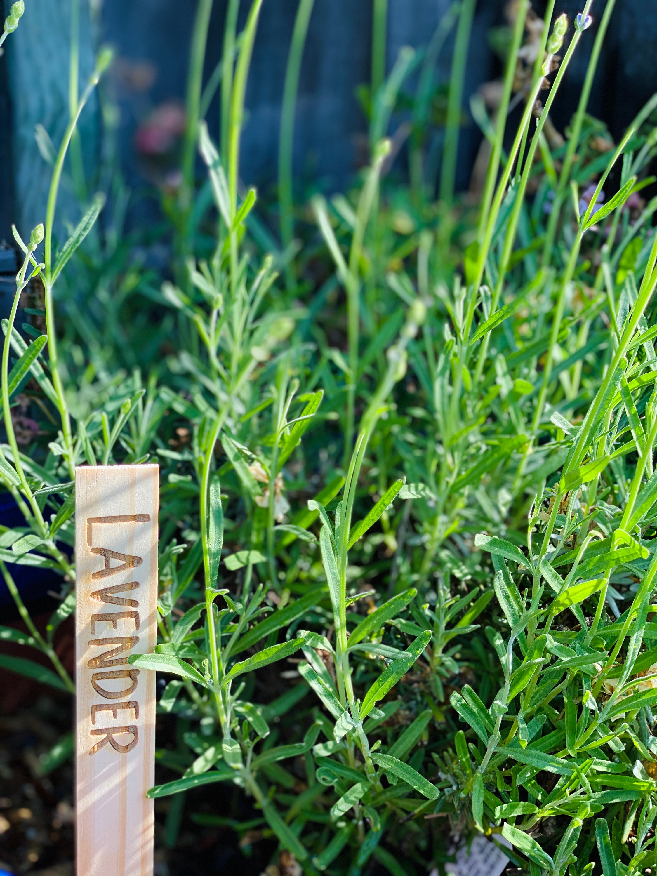 10 Engraved Wooden Garden Stakes Personalized Vegetable & Etsy