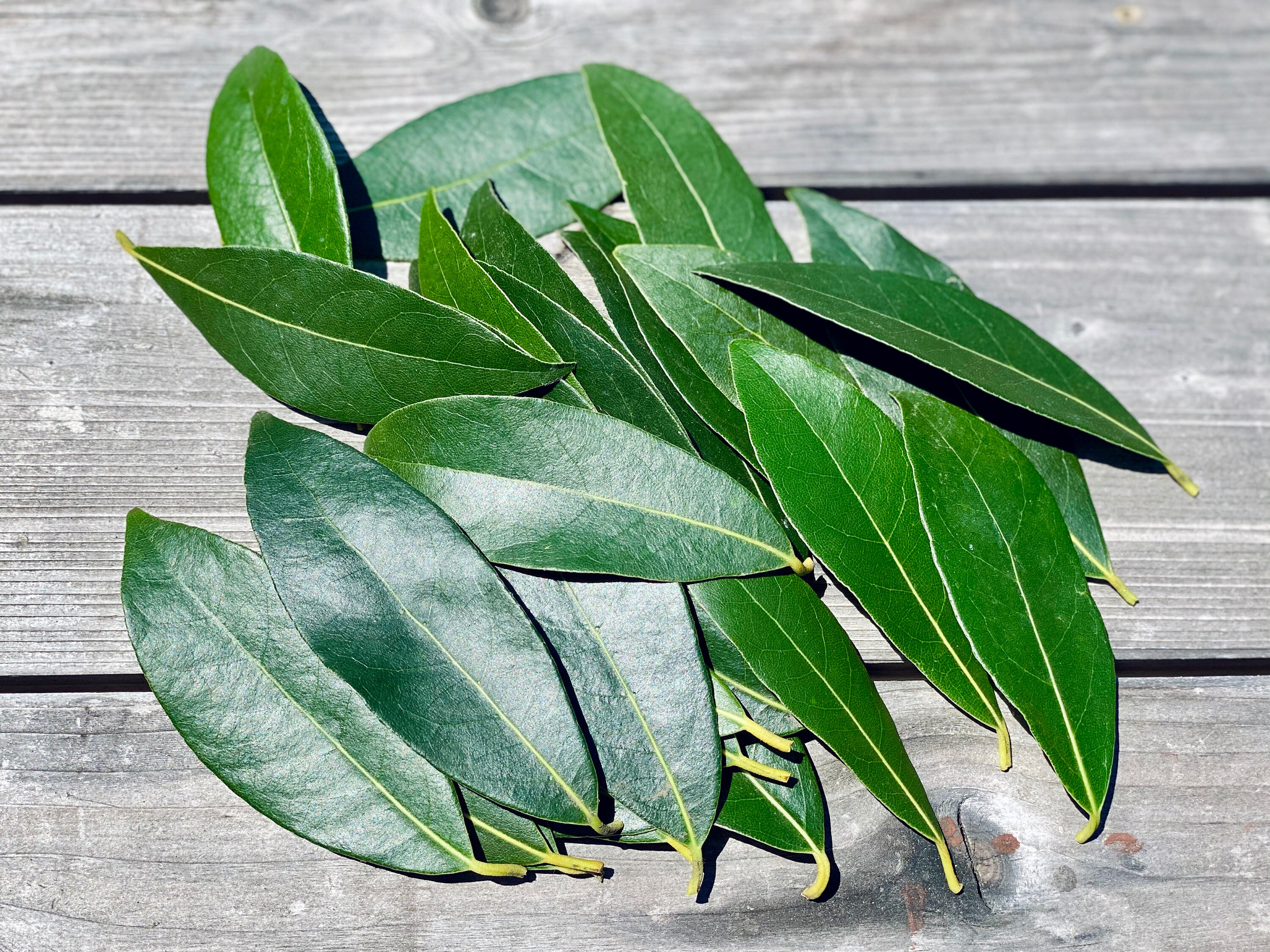 Fresh Organic Bay Leaves Hand Picked From Home Grown Bay Etsy