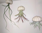 2 Floating Jellyfish Sea Urchins (set of 2 ) including tillandsia Living Air Plant