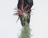 Tillandsia 8 quot Driftwood wall feature with trailing Spanish moss 1 x Lonantha Rubra Red as shown in the photo.