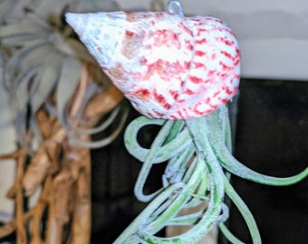 Floating Jellyfish a beautiful hanging display a strawberry Troca shell including tillandsia Living Air Plant shells available in 3 colours