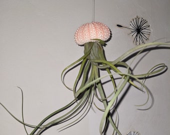 Floating Jellyfish hanging air plant (Pink)inside a  real sea shell including tillandsia Living Air Plant an unusual gift for home or office