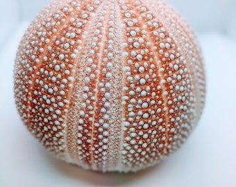 Sea Urchin Lamp, Urchin Ball Table Lamp