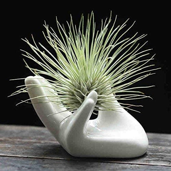 Ceramic Hand Planter for Air Plants 6 Pack Small Air Plant Pot