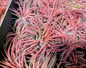 Red Tillandsia Air plant rubra red