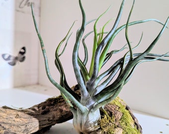 XXL Bulbosa tillandsia air plant 20 + cm a quirky beautiful plant with it's deep green limbs that appear to move and wave limited stock