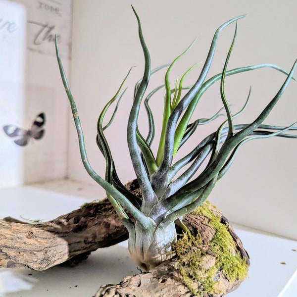XXL Bulbosa tillandsia air plant 20 + cm a quirky beautiful plant with it's deep green limbs that appear to move and wave limited stock