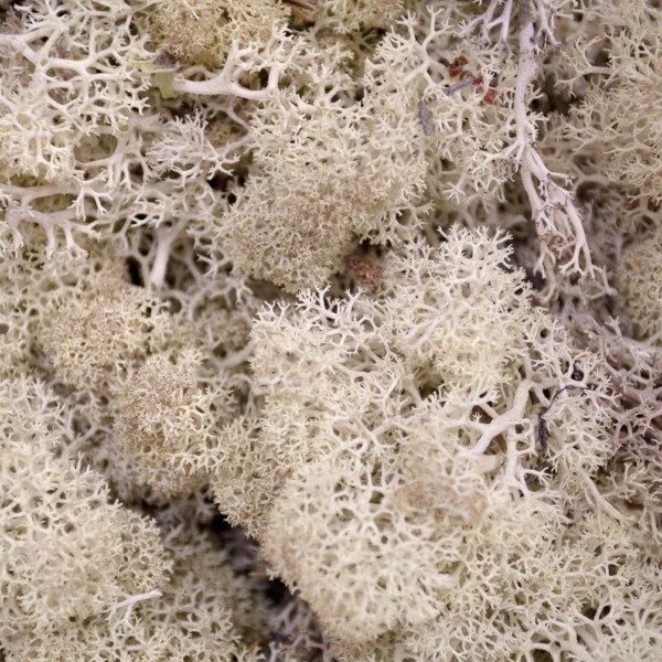 Reindeer Moss Etsy