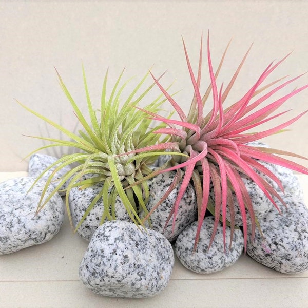 Tillandsia Air Plant Duo 1x Red Ionantha  1x Green  Ionantha for Terrarium Vivarium Office House Plant Indoor Plant Flower for Gift Present