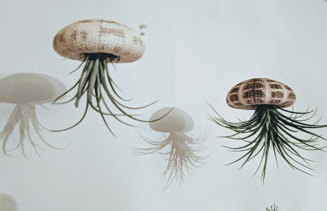 Jellyfish Airplant wow I have never seen anything like this