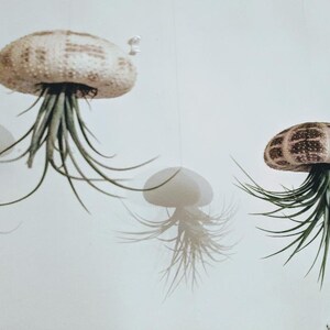 Floating Jellyfish in Tartan Sea Urchin shells (set of 2 ) including Tillandsia Living Air Plant