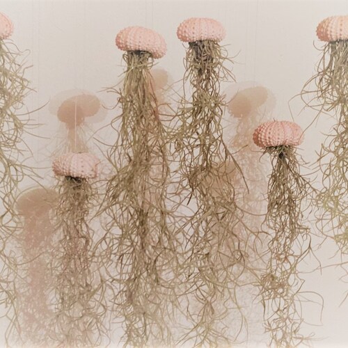 Floating Jellyfish Set of 4 pink mini Sea shells Including the Air Plant Spanish Moss (old man's beard)