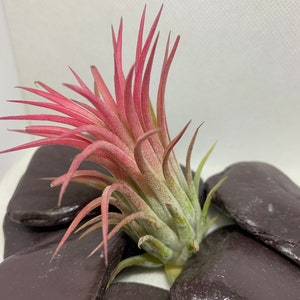 Large  Red Air plant Tillandsia Ionantha rubra  size approx 8-9cm