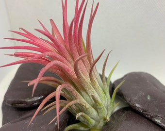 Planta grande de Red Air Tillandsia Ionantha rubra tamaño aproximado 8-9 cm