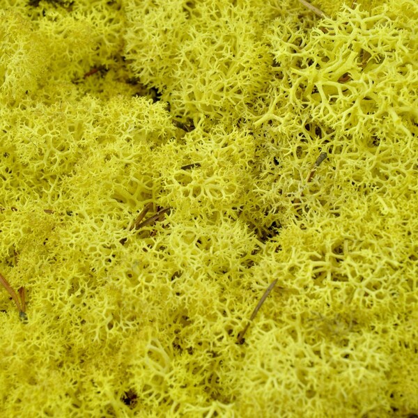 Live Moss Plants Etsy