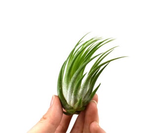 Tillandsia Scaposa air plant differs from other Lonanthas by its deep green long leaves that curl forward in unison to form an arc.