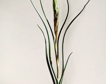 Butzii tillandsia air plant large 25-30 cm has a distinctive long whimsical shape with spotted speckled leaves