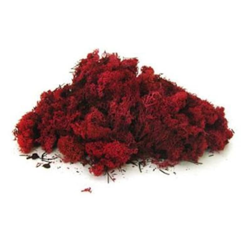 Reindeer Moss Red Preserved Decorative Moss Ideal for Floral - Etsy