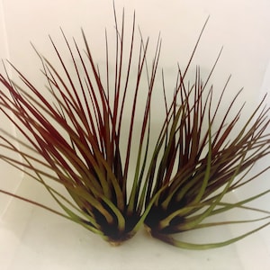 Tricolor melanocrater air plant  - currently available in  full colour a  stunning deep burgundy in three sizes small, med & large