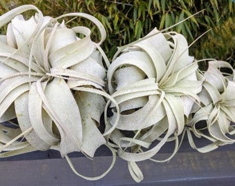 Tillandsia Large King of all Air Plants, la planta de aire más grande con impresionantes hojas plateadas, populares en los ramos de bodas