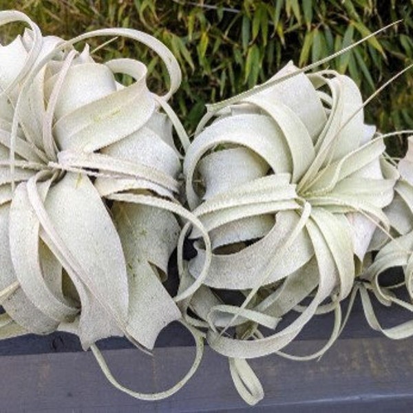 Tillandsia Large King of all Air Plants the largest air plant air with Impressive trailing silvery leaves popular in wedding bouquet