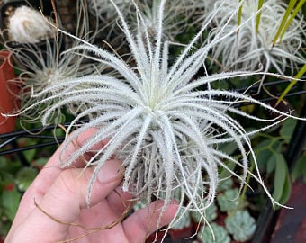 Tillandsia Tectorium a rare & Unusual species of air plant with snowy white leaves that grows in dry arid environments so easy to maintain