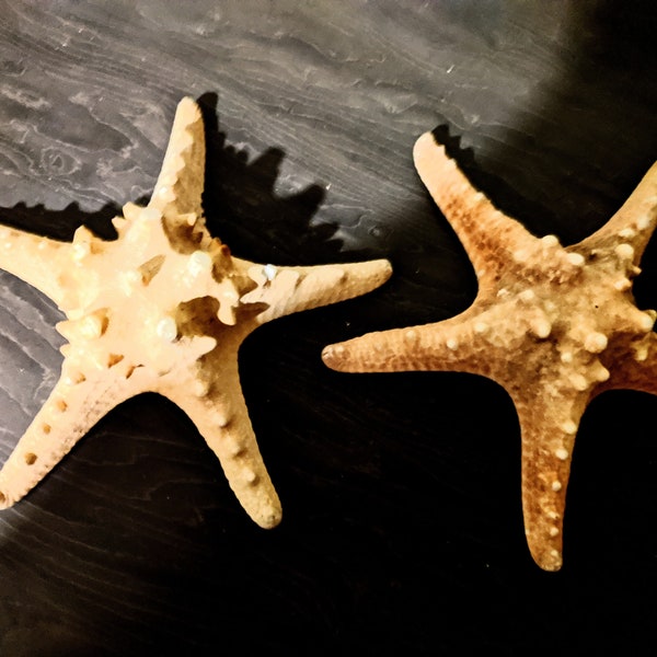 Knobbly Starfish approx 10- 12 cm decorative table decor , plant terrariums, arts & crafts photography wall features, vivarium's