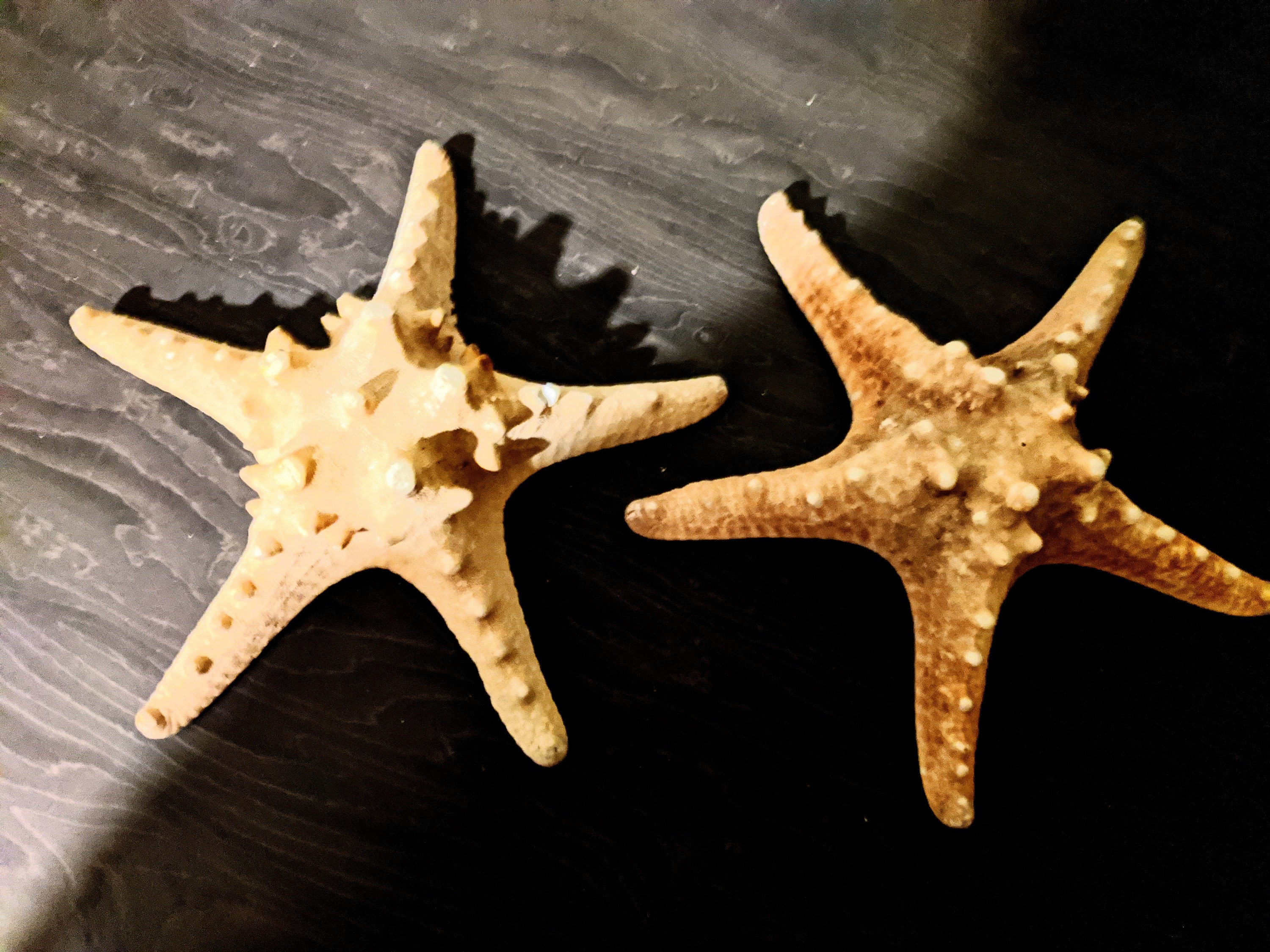 Starfish, Huge Starfish, Big Starfish, Sea Starfish, Ocean Starfish,  Enormous Starfish, Unique Star Fish, Sea Treasure, Ocean Collection 
