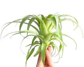 Large Tillandsia Samantha air plant a rare and hardy collectors addition to compliment any home or office