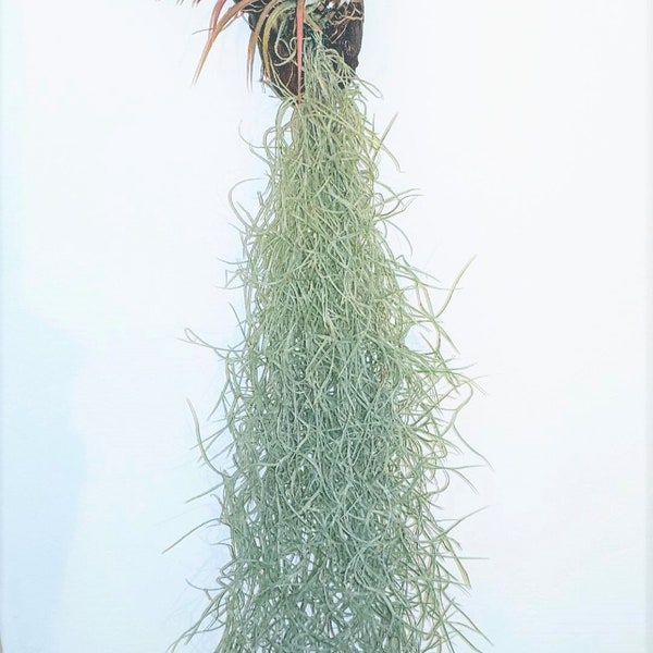 Spanish Moss Tillandsia Usneoides" Plant better known as old man's beard.