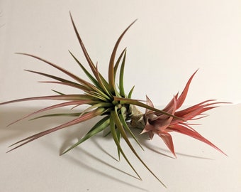 Large Red Air Plant duo 1x Multiflora red & 1 x  Tricolor Melanocrater collectors addition, limited numbers  Plants sold in colour