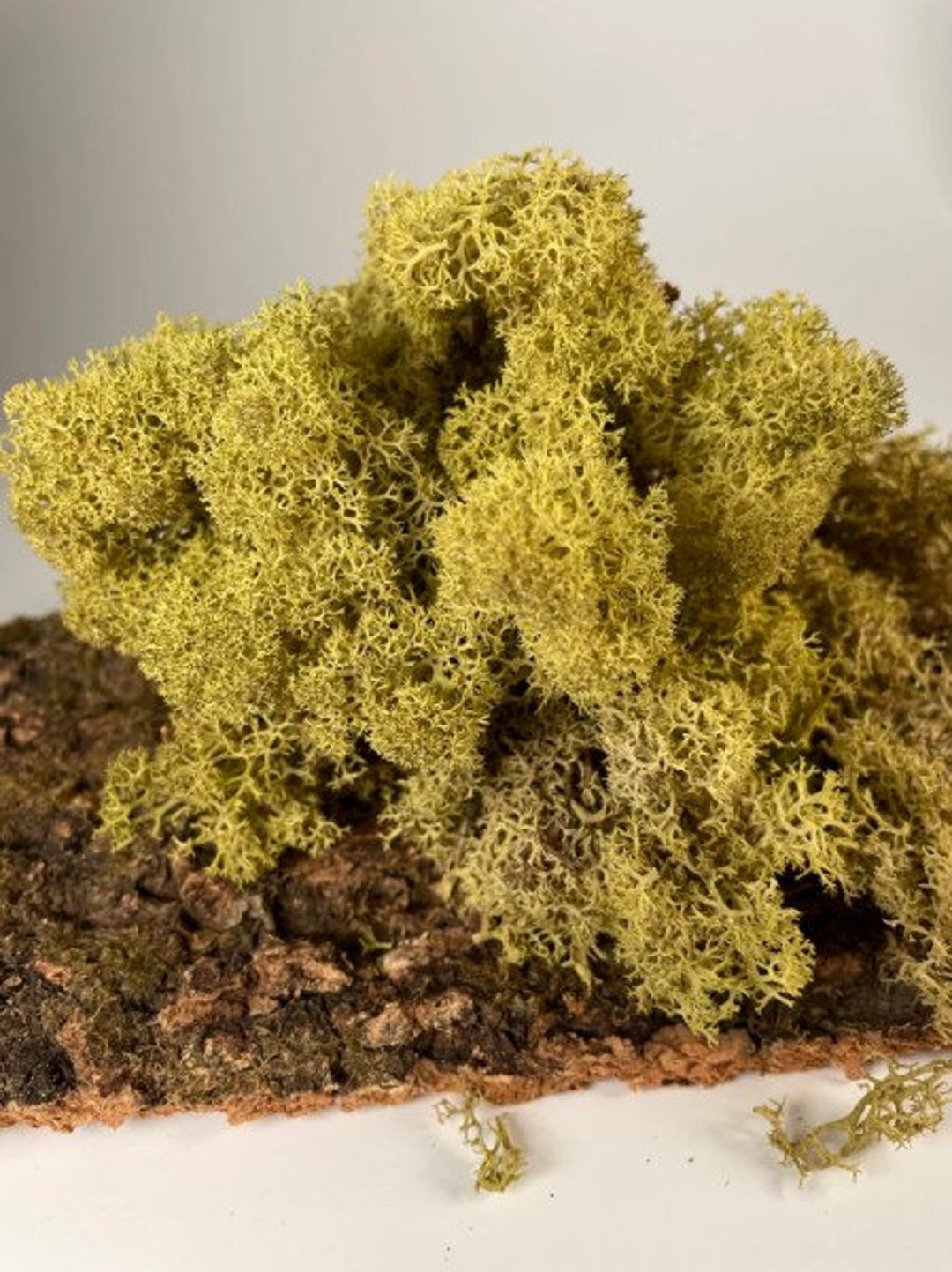 Reindeer Moss Kiwi Green Preserved Decorative Moss Ideal for - Etsy Canada