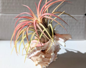 Air plant gift display in a Murex Pink seashell with a tillandsia Red air plant