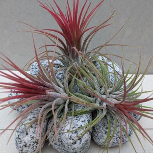 Tillandsia Ionantha red air plants new stock arrived plants sold in various shades of pink & red