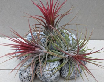 Plantas de aire rojo de Tillandsia Ionantha, llegaron nuevas plantas vendidas en varios tonos de rosa y rojo