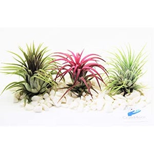 Fake Air Plant -  UK