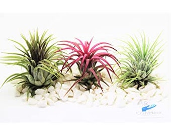 Tillandsia air plant Trio comprises of 3 of the best Ionantha air plants 1x Red 1x Rubra & 1 x Green. A great starter kit for beginners