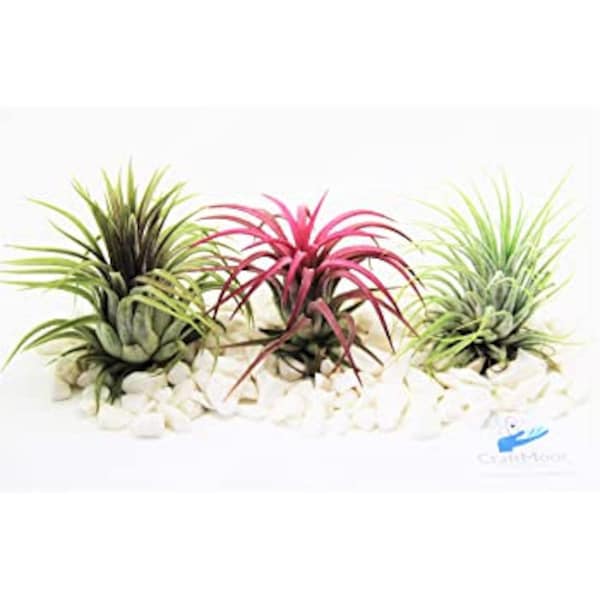 Tillandsia air plant Trio comprend 3 des meilleures plantes d’air Ionantha 1x Rouge 1x Rubra & 1 x Vert. Un excellent kit de démarrage pour les débutants