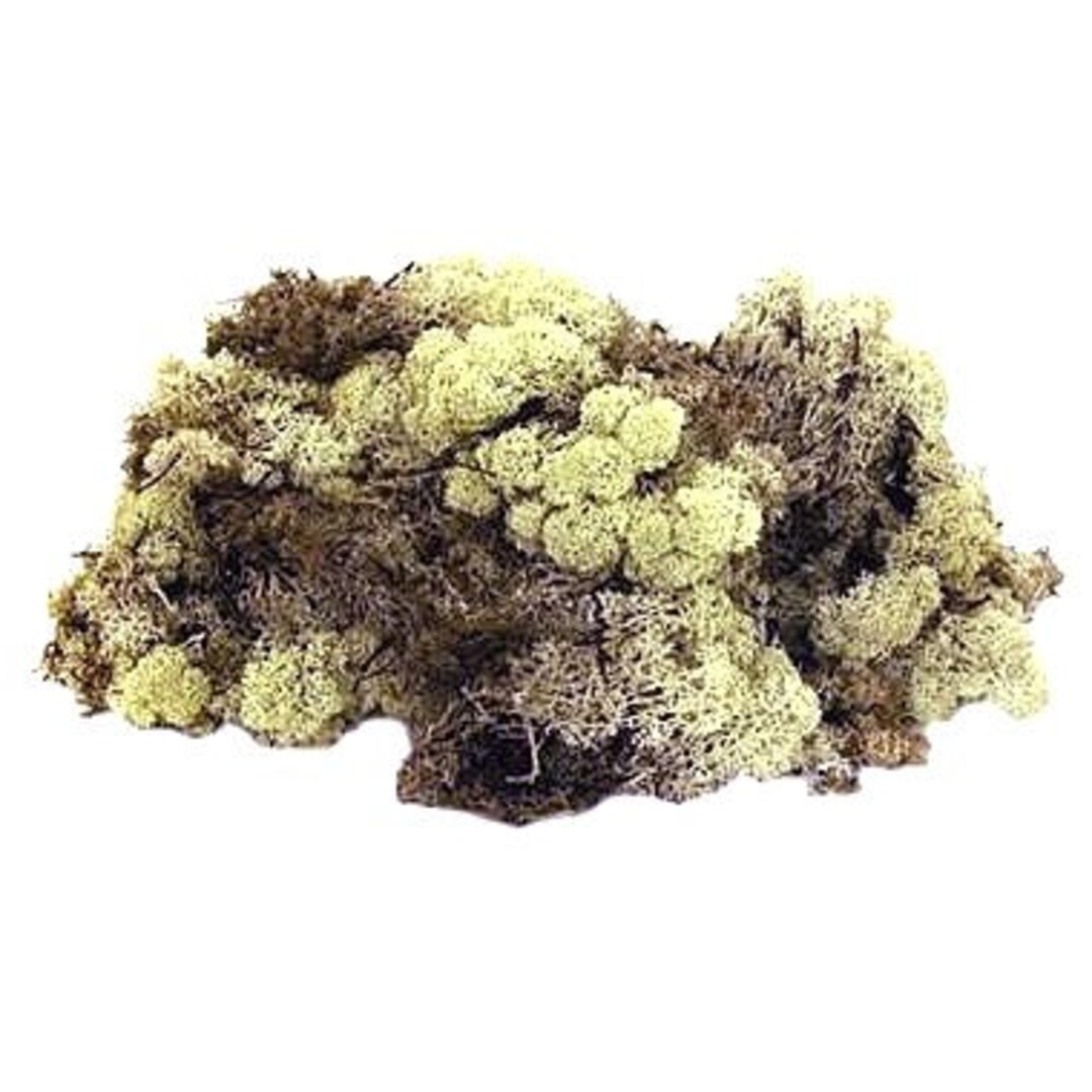 Reindeer Moss Natural Decorative Moss Ideal for Floral Arrangements ...