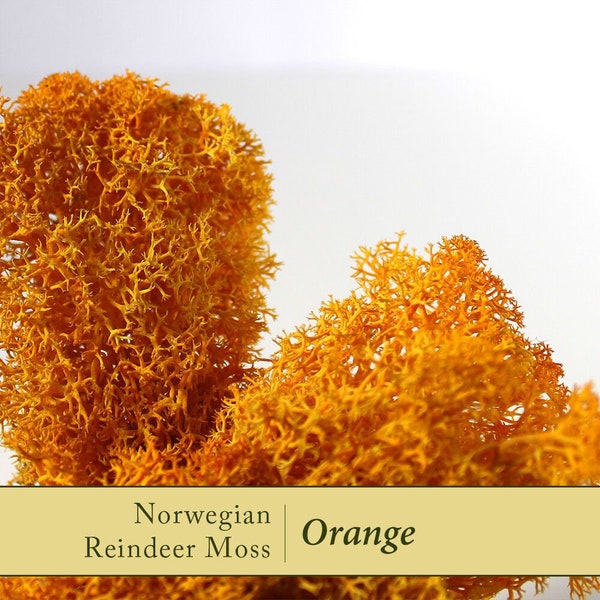 Reindeer Moss Etsy