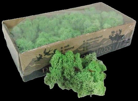 Reindeer Moss Mint Green preserved Decorative moss ideal for floral  arrangements, Air plants glass bowls, terrariums wire rings and floral