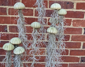 Medusas flotantes en concha de mar verde, incluida latilandsia detrás del musgo español Living Air Plant