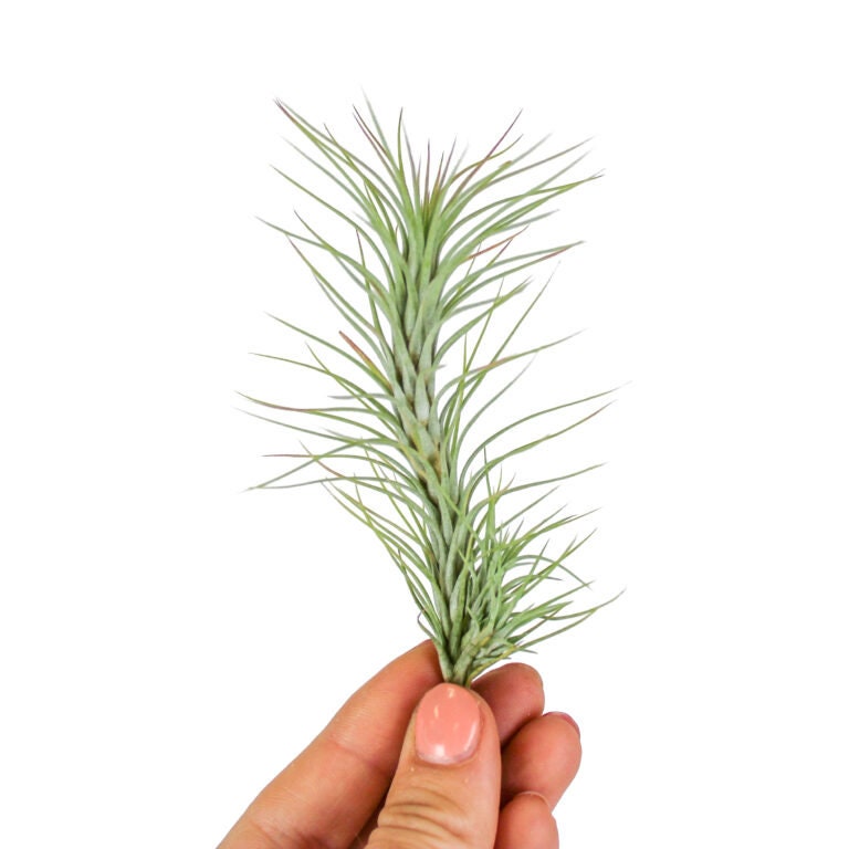 Tillandsia Domingo's charm. (funckiana x ionantha